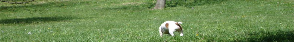 CuppaGemma header image 2